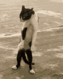 cat-dancing.gif