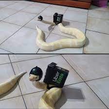uber eats snake.jpg