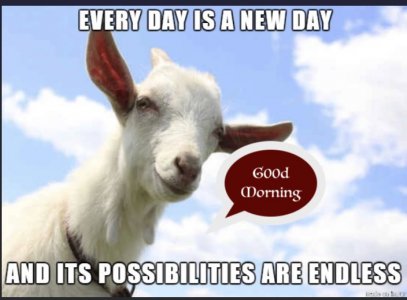 good morning goat bubble..jpg