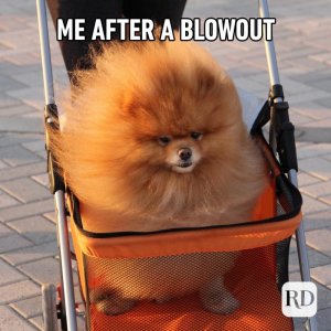 animalmemes-6.jpg