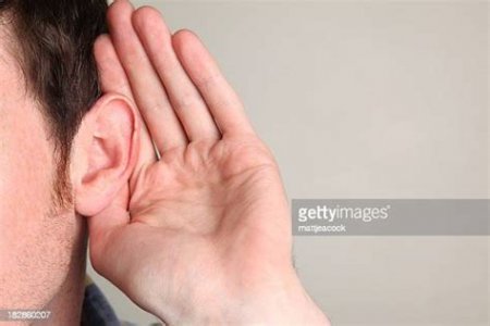 all ears.jpeg