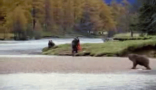Bear Fight.gif