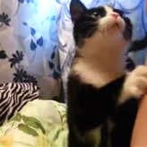 cat love.jpg