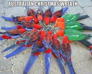 Australian christmas wreath.JPG