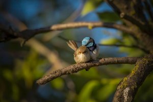 Blue wrens.jpg Blue wrens.jpg