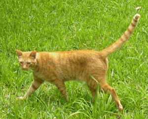 orange2.gif