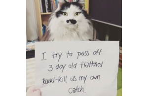 catkill.png