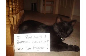 catparty.jpeg