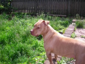 dog bath 011.jpg