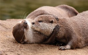 a emoti hugging otters.jpg
