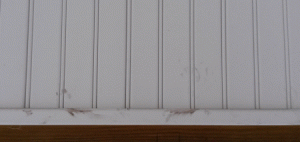 pp1.gif