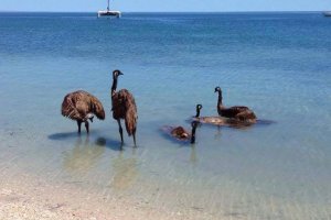 hot emus.jpg