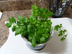 celery latest (800x600).jpg celery latest (800x600).jpg