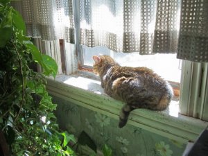 Adam in window.jpg