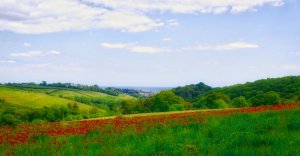 Poppy Field.jpg