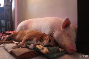m-ESTHER-THE-WONDER-PIG-980x645.jpg