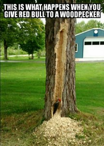 woodpecker.jpg