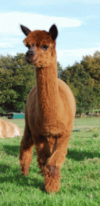 alpaca1.gif
