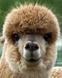 alpaca2.jpg