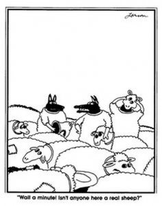 sheep.jpg