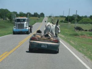 Steer_small.jpg