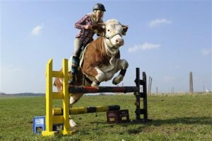 Luna-competition-cow2.jpg