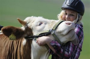Luna-competition-cow4.jpg