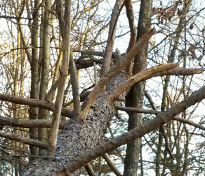 tree_1_23T.gif