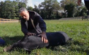 jon-stewart-farm.jpg.653x0_q80_crop-smart.jpg