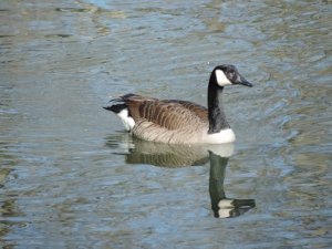 geese 029.JPG
