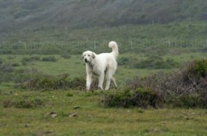 Akbash_Dog_6564973.jpg
