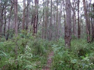 Dandenongs.jpg