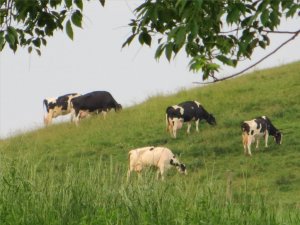 Cows June 18 2013.jpg