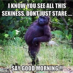  Good Morning Monkey.jpg