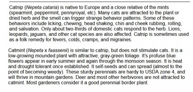 catnip.jpg