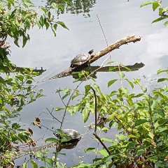 turtles in WaltonWoodsPark.jpg