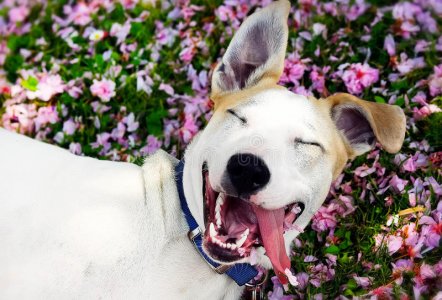 happy-dog-flowers-meadow-73036758.jpg