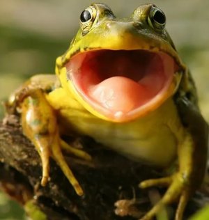 frog.jpg