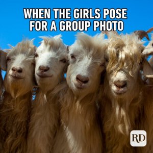 animalmemes-7.jpg