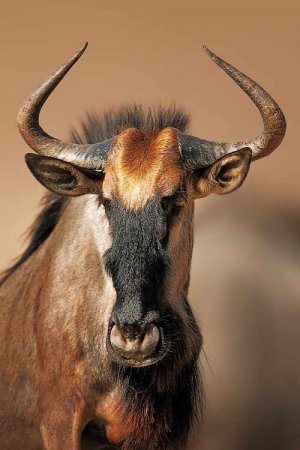 wildebeest-portrait.jpg