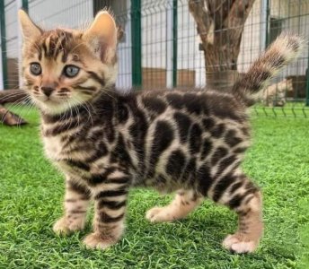 cutest0.jpg
