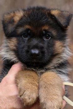 244681f7cc81508ffb6e85ff37ca26ae[1].jpg