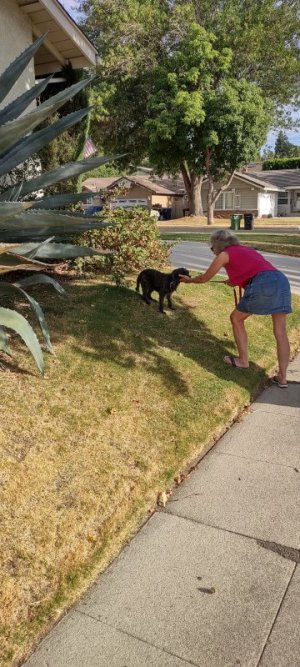 Ozzy on a walk.jpg