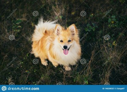 nice doggie.jpg