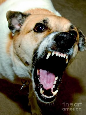 mad doggie.jpg