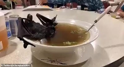 Bat Soup.jpg