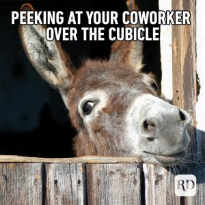 animalmemes-24.jpg