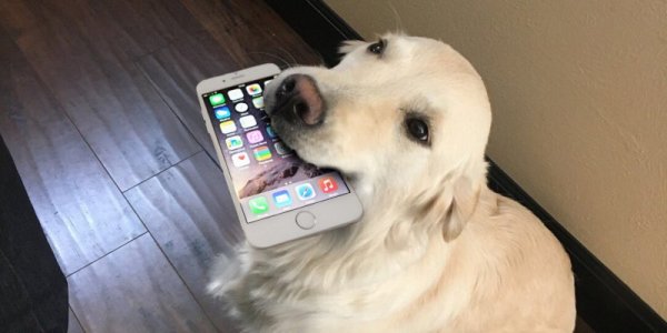 Cell phone doggie.jpg