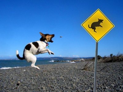 Funny-Dog-Acting-Sign-Board-Situations-Image.jpg