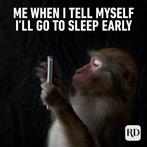 animalmemes-25.jpg